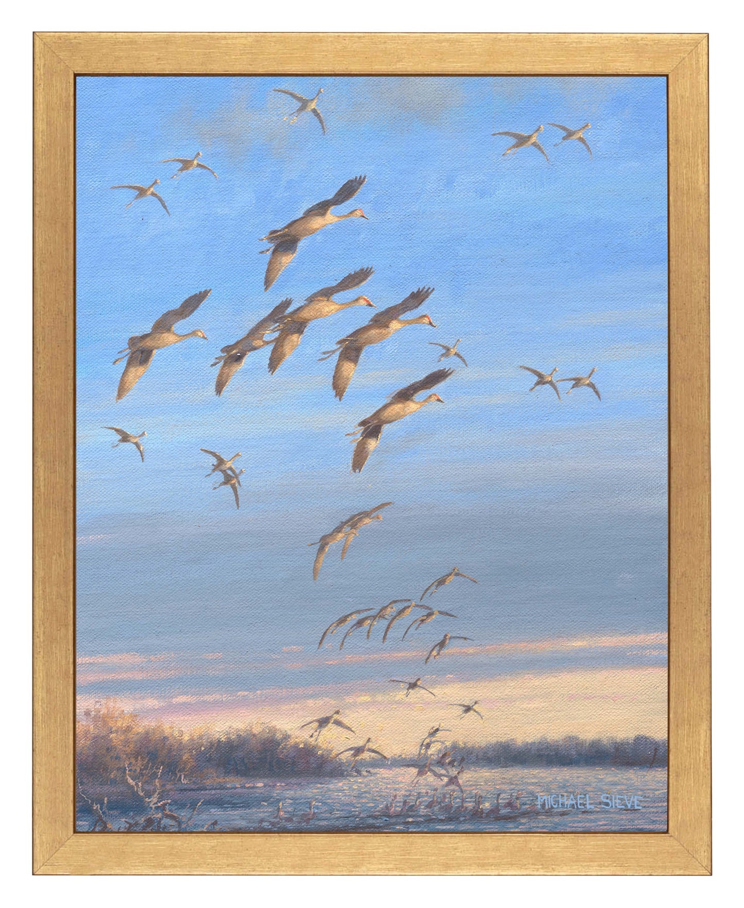 Sandhill Crane Study - Art Prints