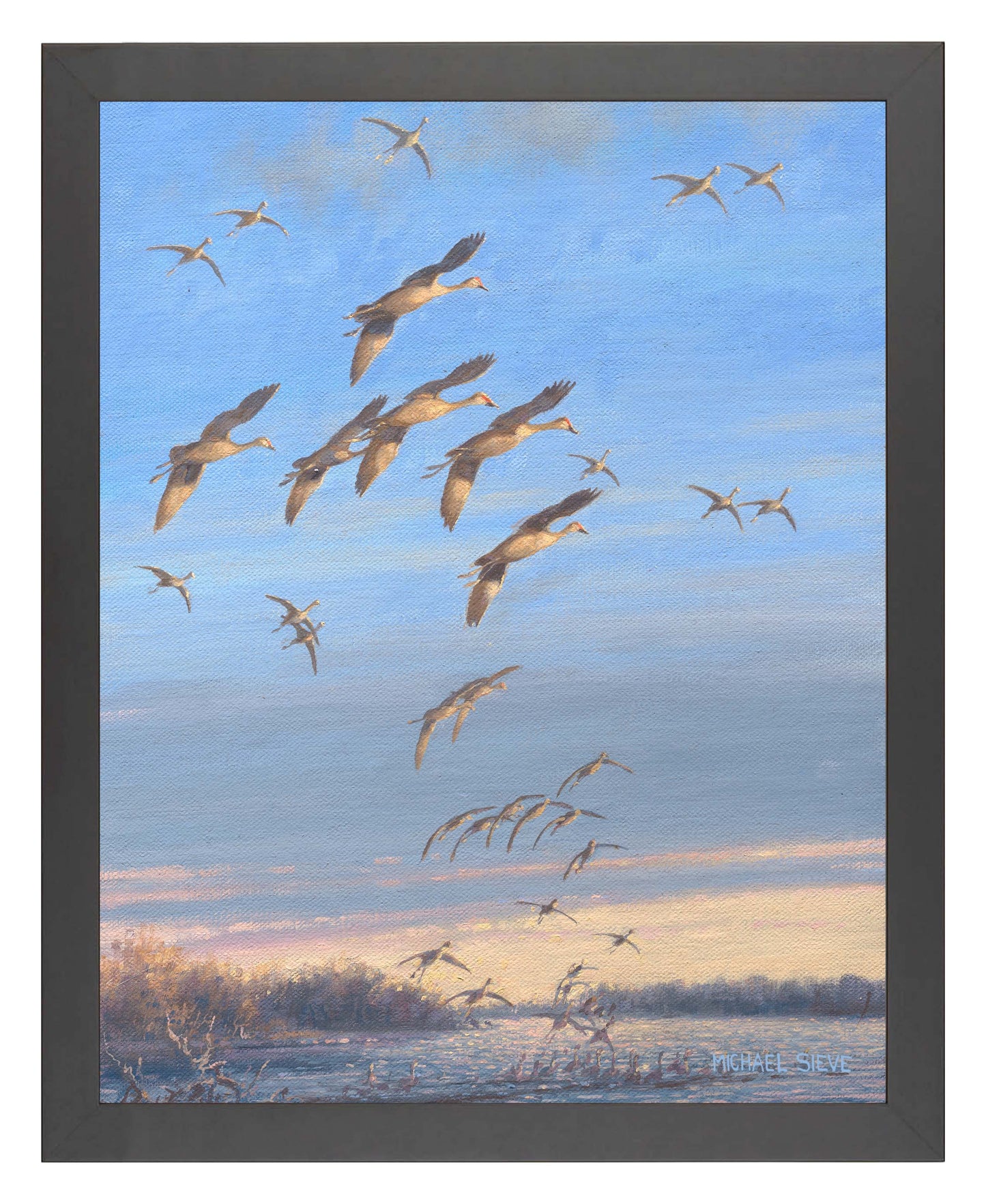 Sandhill Crane Study - Art Prints