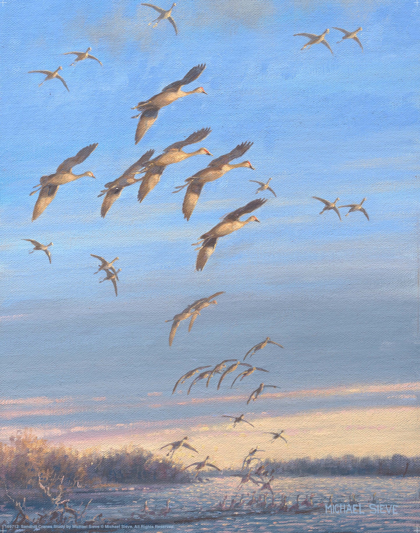 Sandhill Crane Study - Art Prints