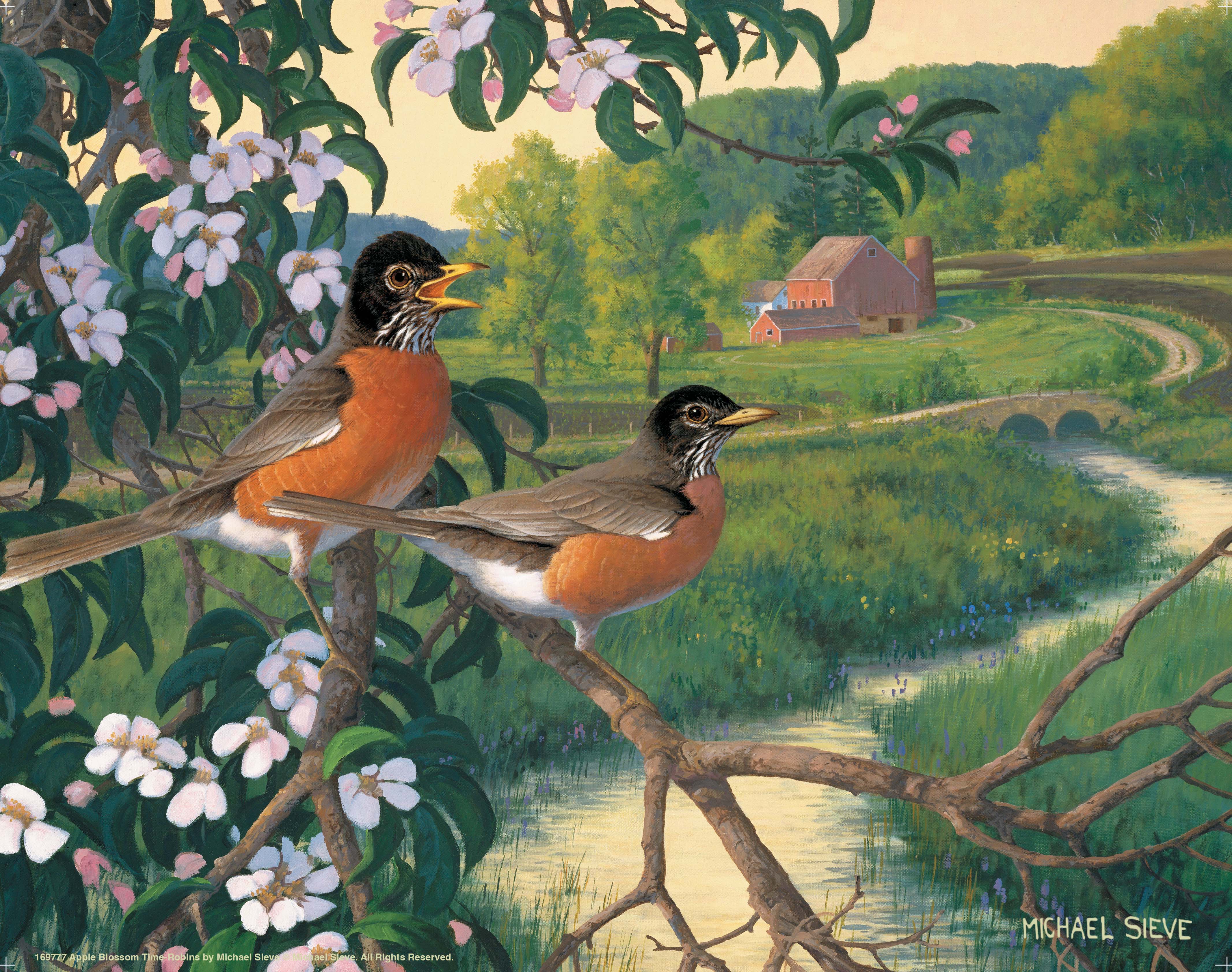 Apple Blossom Time Robins - Art Prints Art Prints from Wild Wings