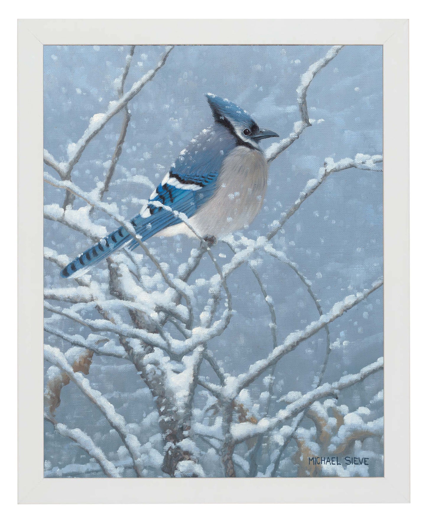 Blue Jay Study - Art Prints
