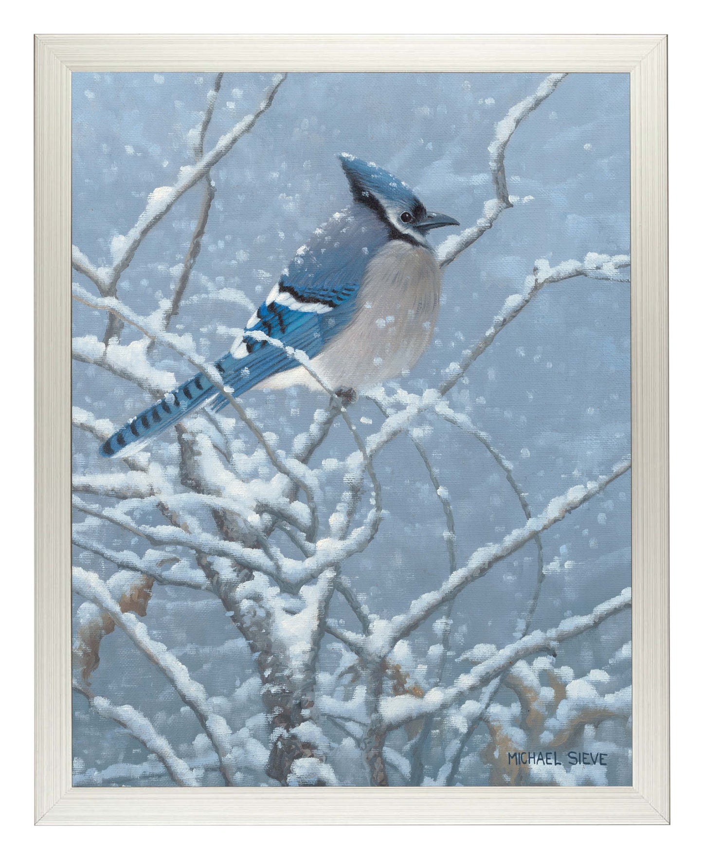 Blue Jay Study - Art Prints
