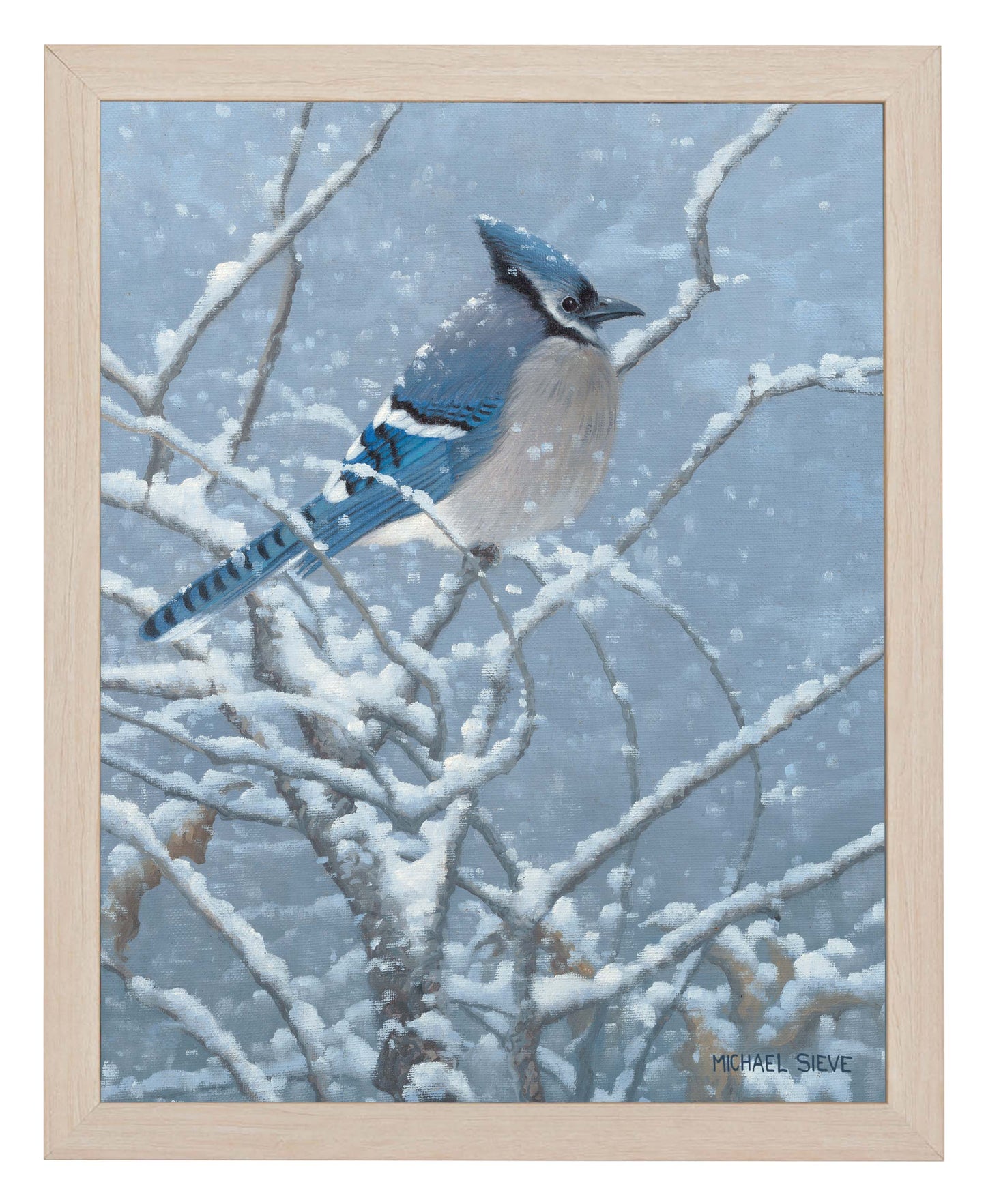 Blue Jay Study - Art Prints