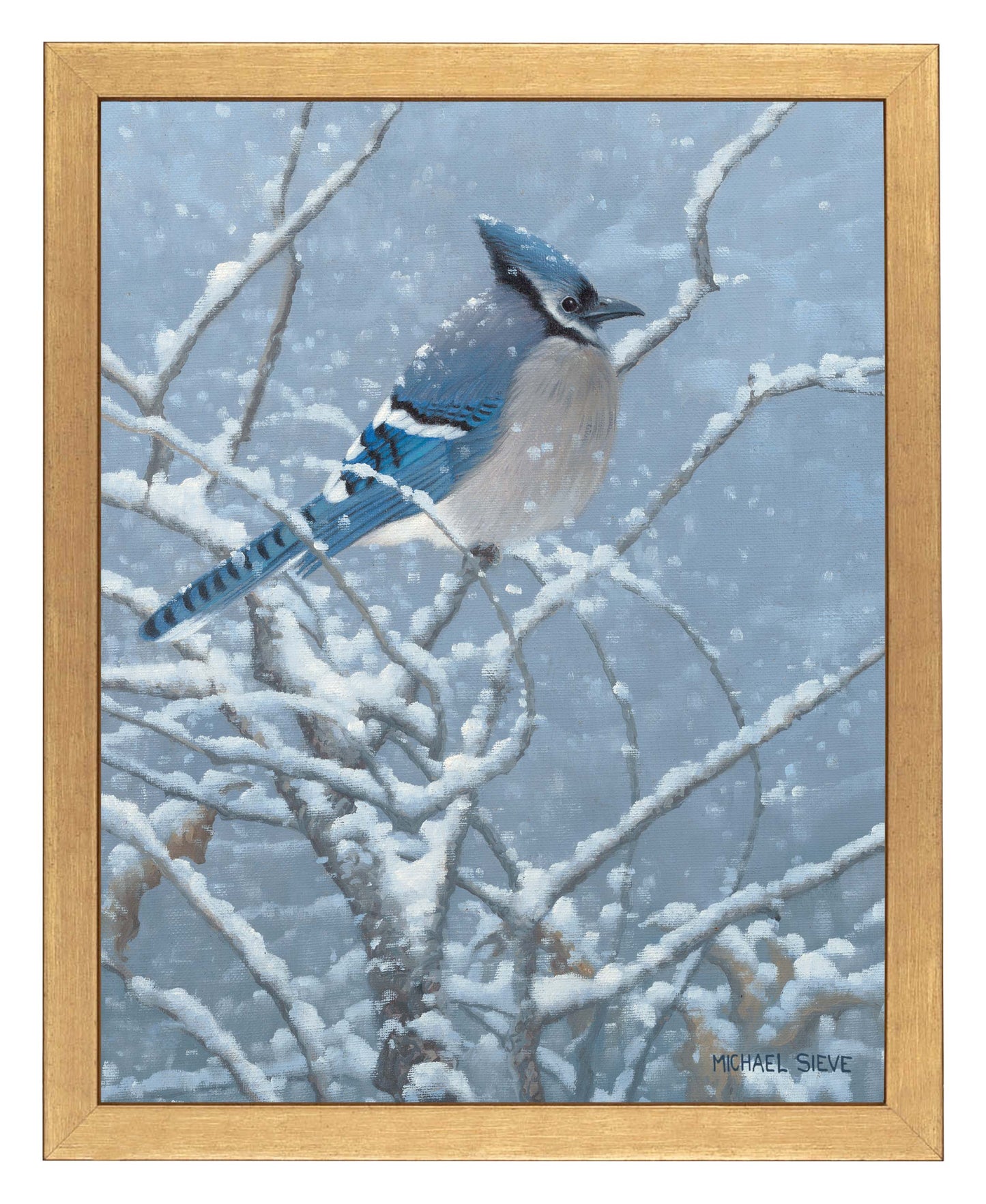 Blue Jay Study - Art Prints