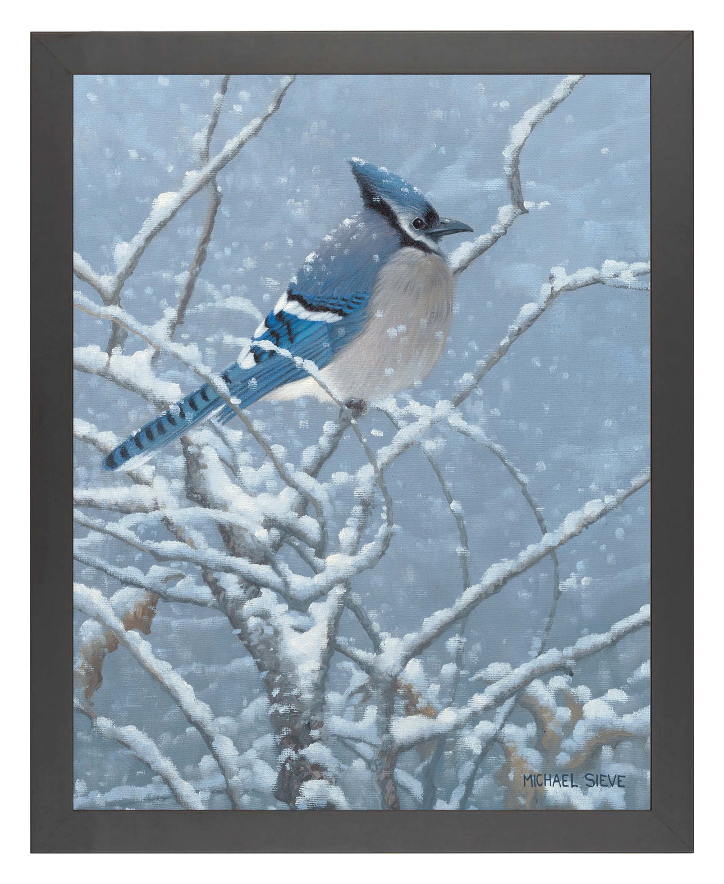 Blue Jay Study - Art Prints
