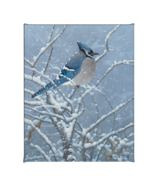 Blue Jay Study - 16" x 20.5" Gallery Wrapped Canvas
