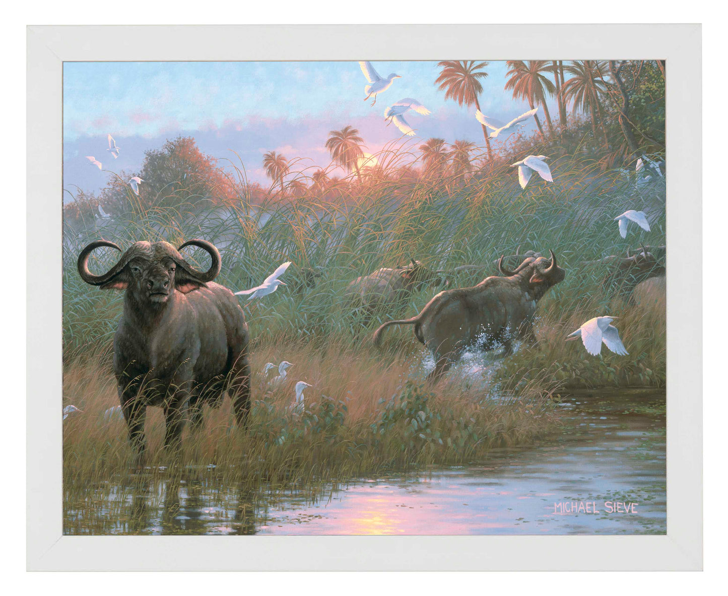 Cape Buffalo - Art Prints