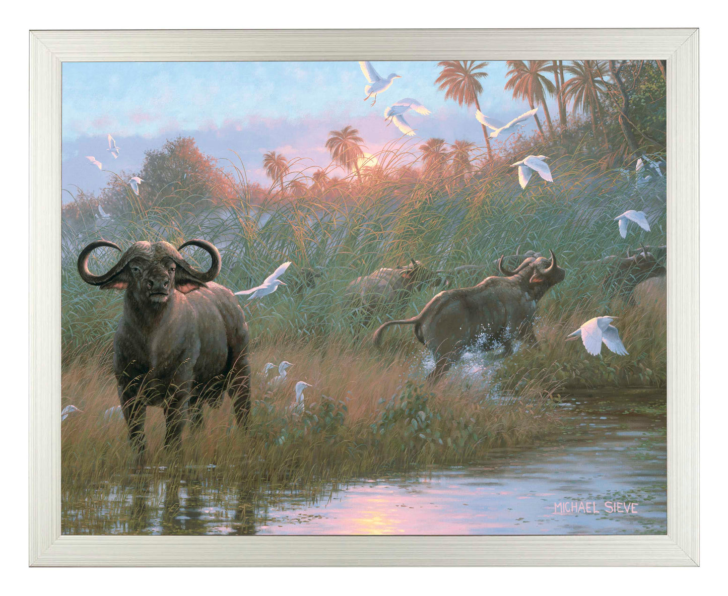 Cape Buffalo - Art Prints