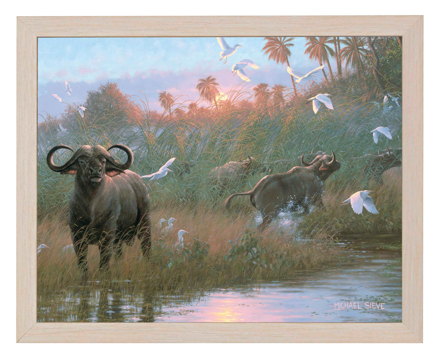 Cape Buffalo - Art Prints