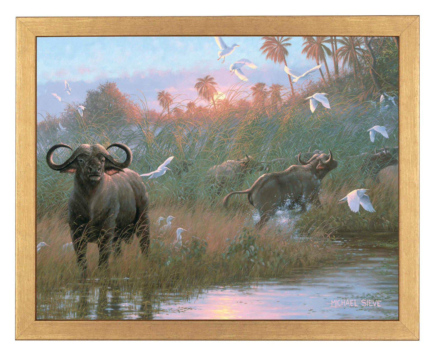 Cape Buffalo - Art Prints