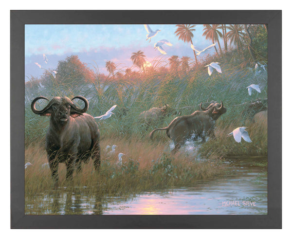 Cape Buffalo - Art Prints