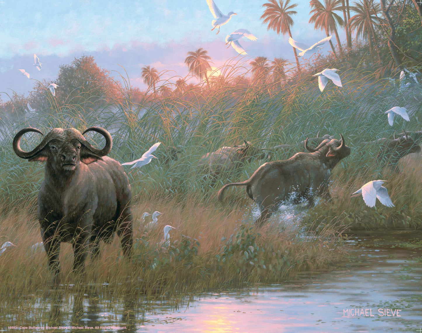 Cape Buffalo - Art Prints