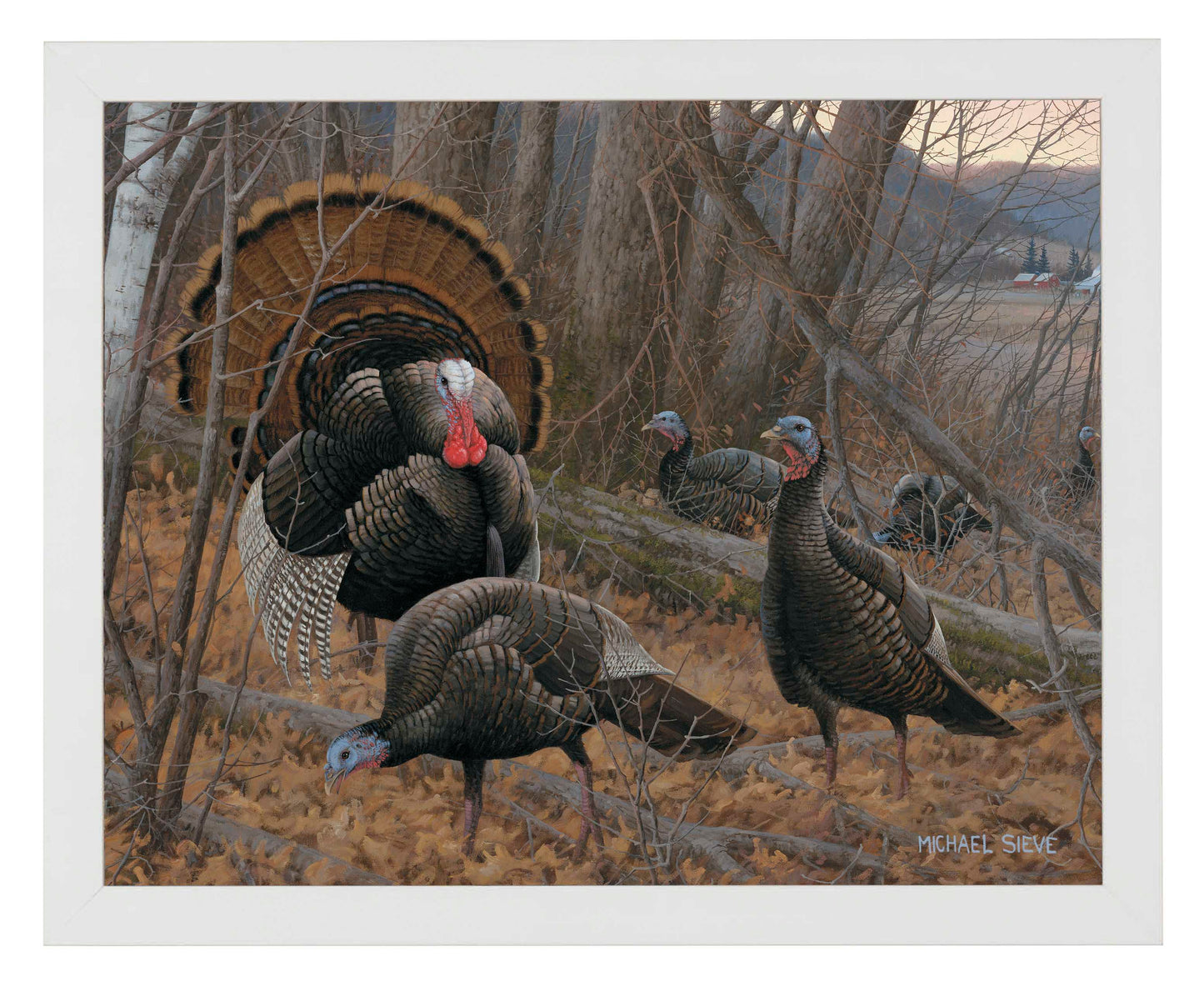 Chisholm Turkey - Art Prints