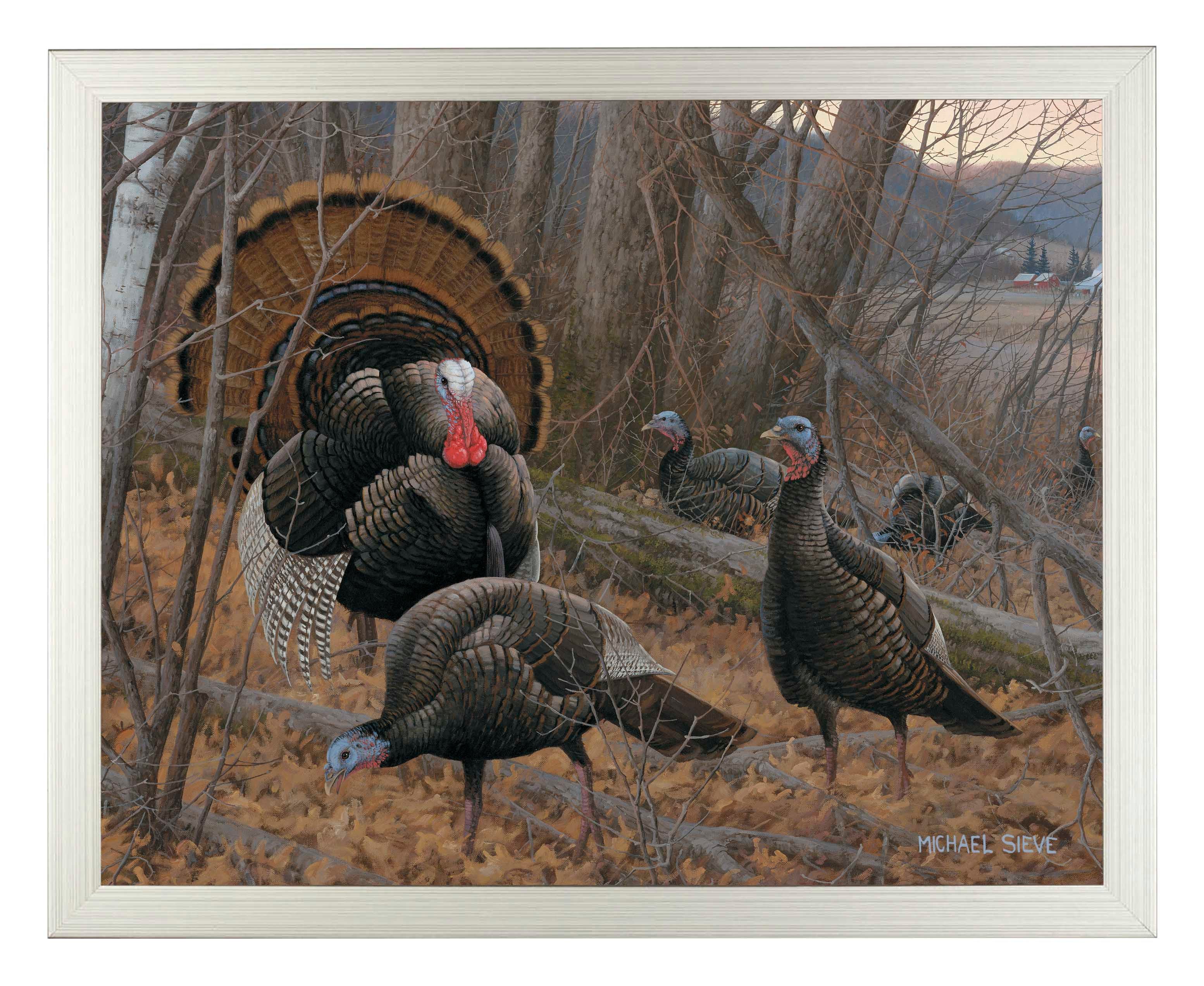 Chisholm Turkey - Art Prints Art Prints from Wild Wings