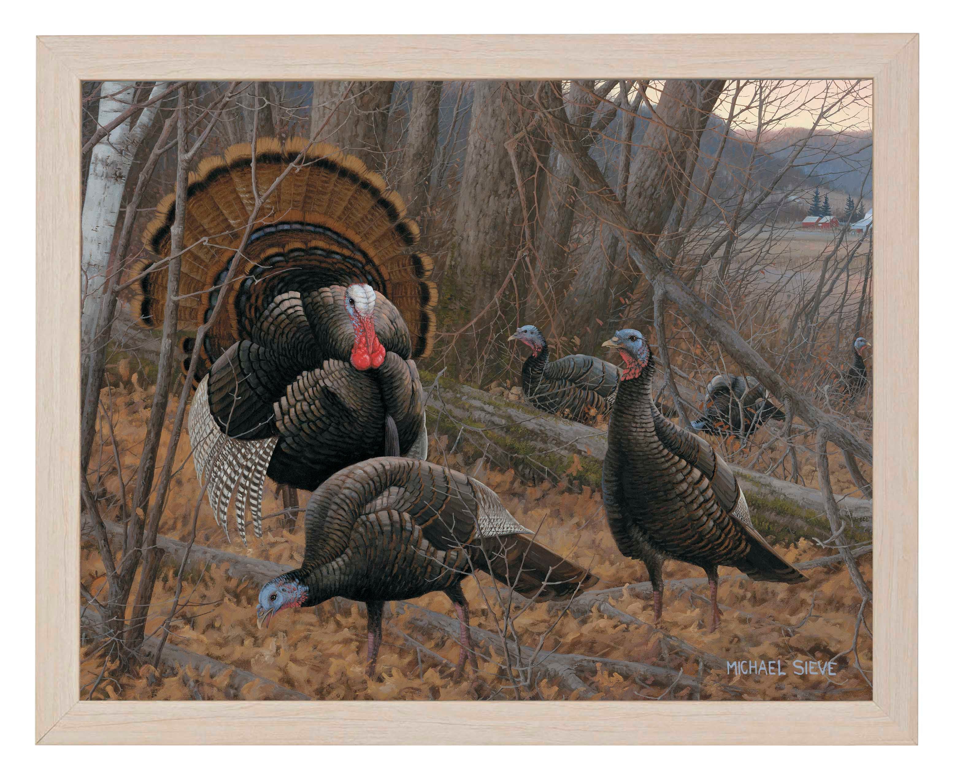 Chisholm Turkey - Art Prints Art Prints from Wild Wings