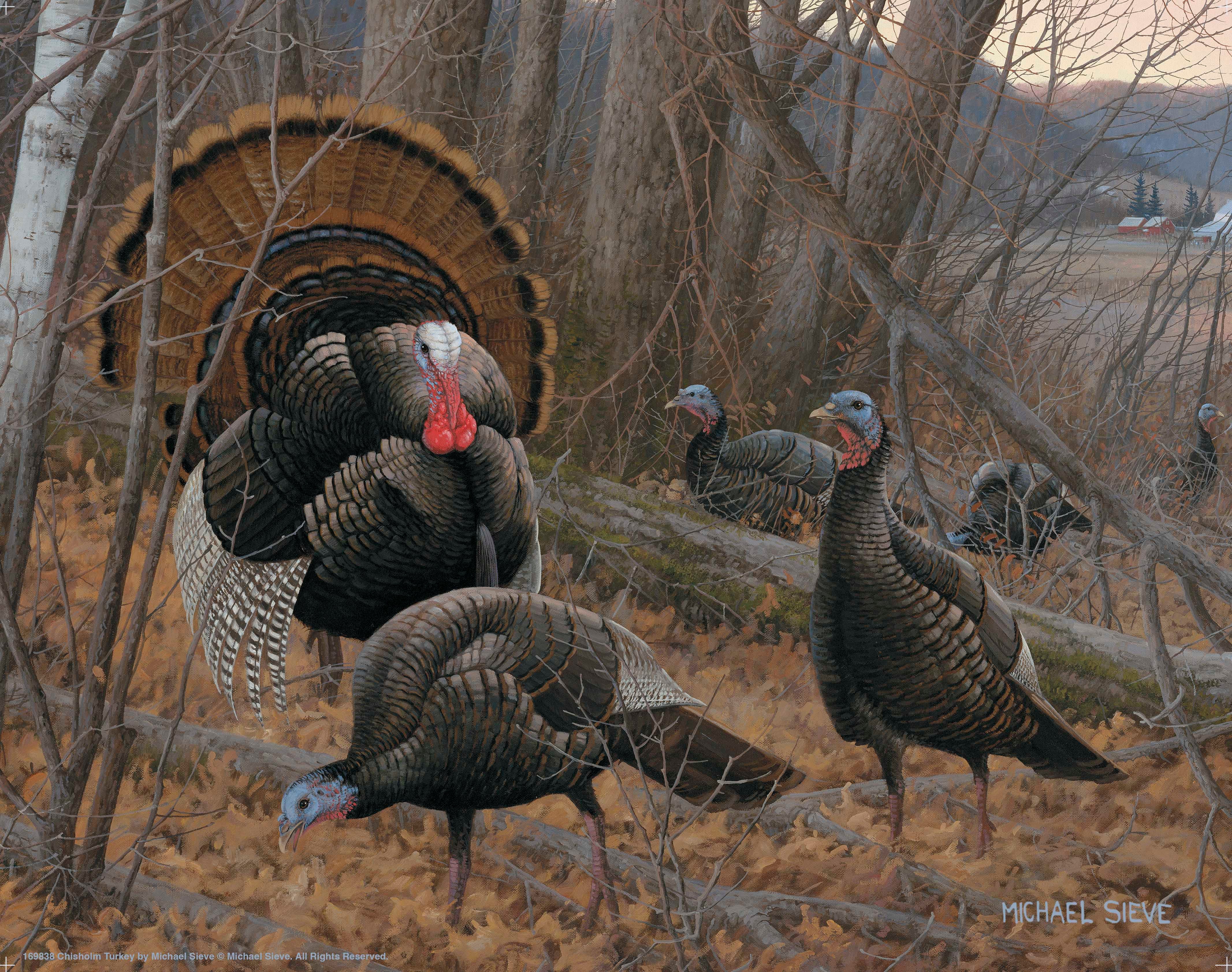 Chisholm Turkey - Art Prints Art Prints from Wild Wings