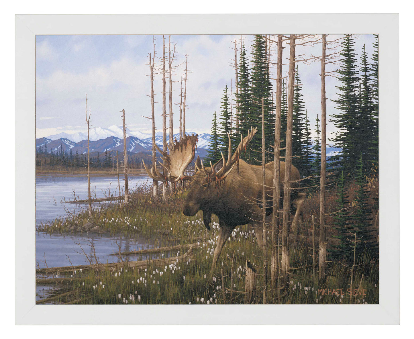 Cotton Grass Meadow Moose - Art Prints