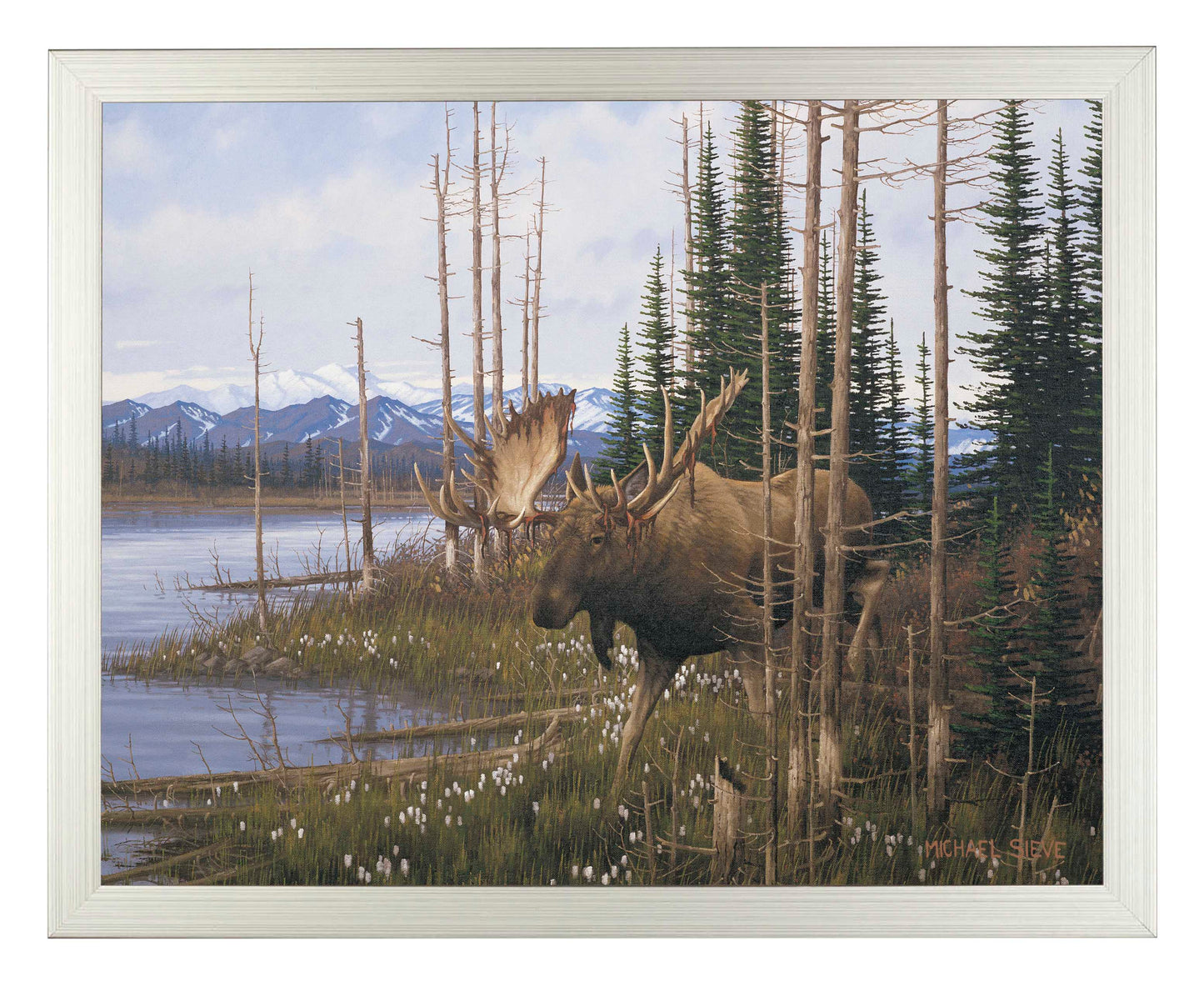 Cotton Grass Meadow Moose - Art Prints