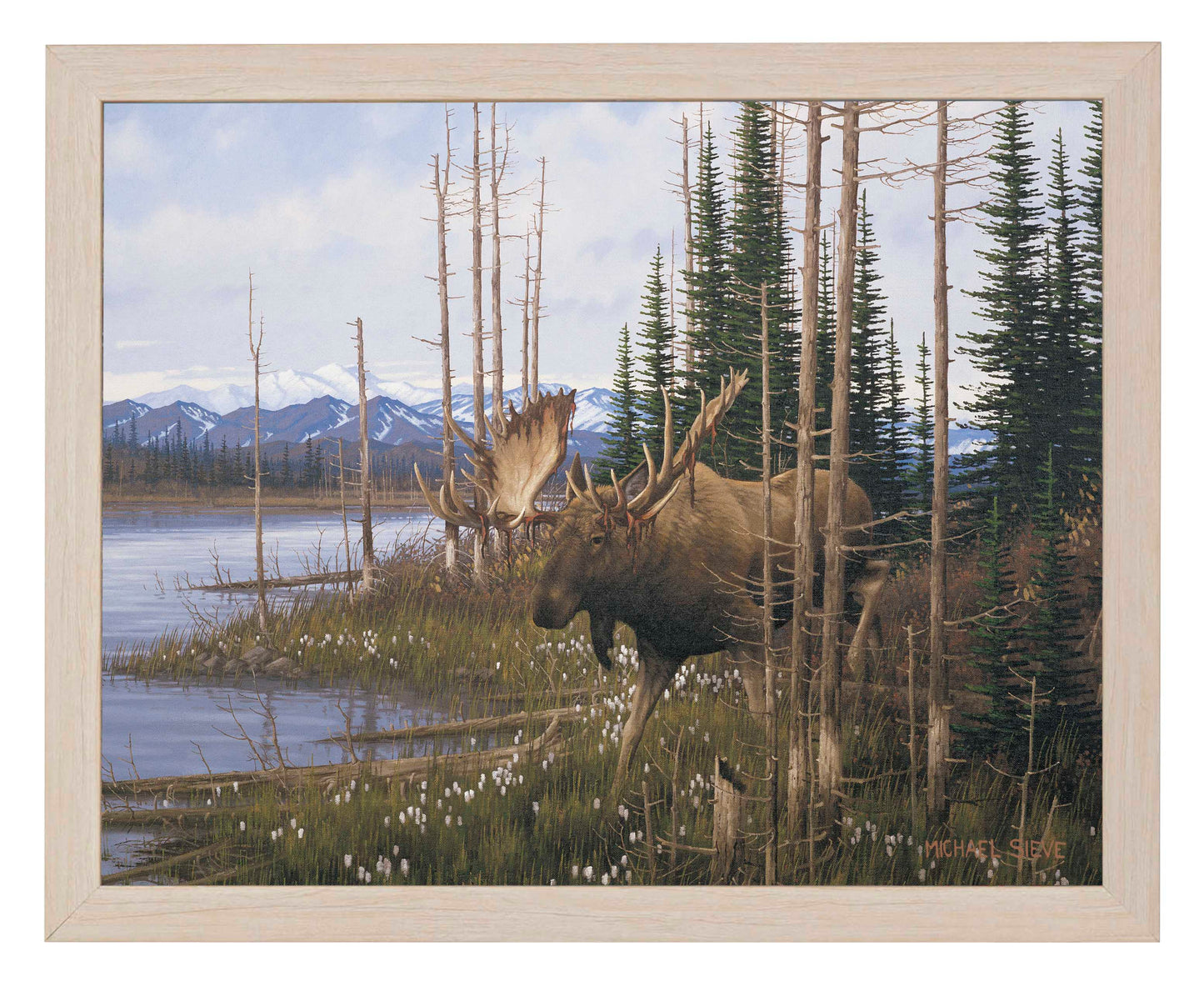 Cotton Grass Meadow Moose - Art Prints