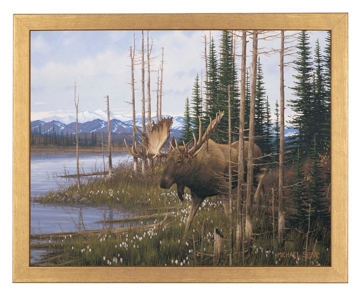 Cotton Grass Meadow Moose - Art Prints