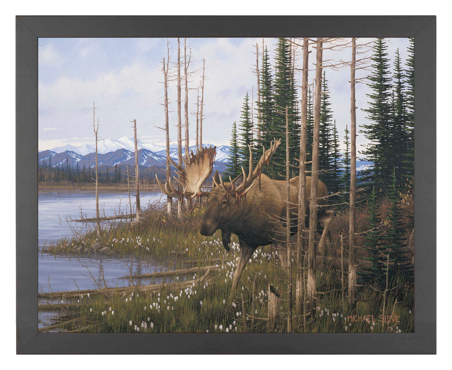 Cotton Grass Meadow Moose - Art Prints