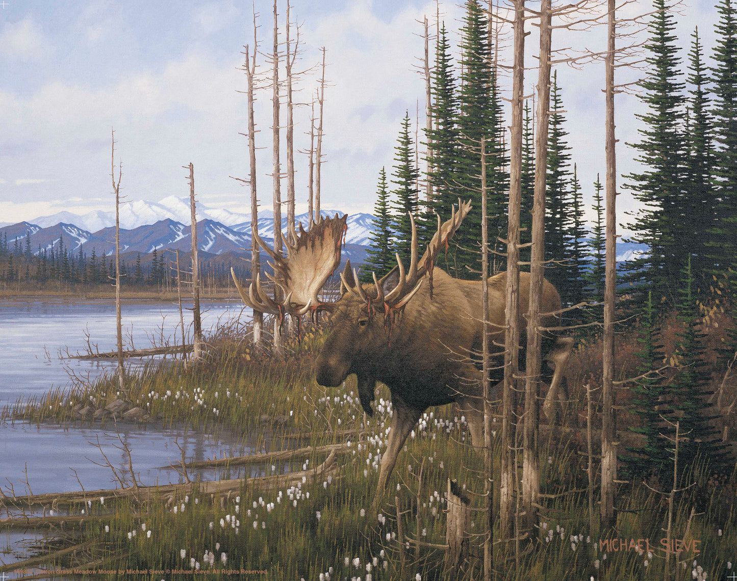 Cotton Grass Meadow Moose - Art Prints