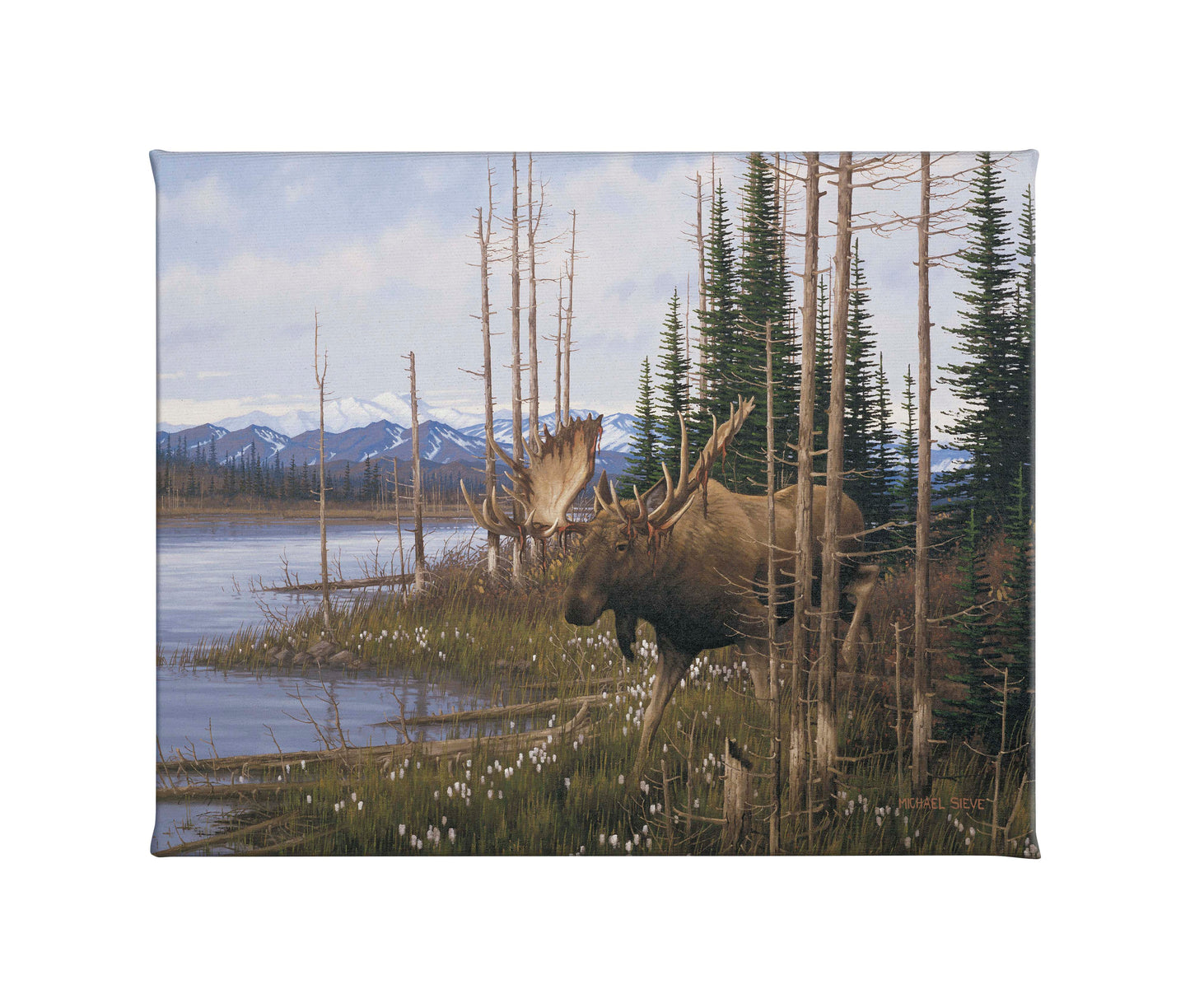 Cotton Grass Meadow Moose - 16" x 20.5" Gallery Wrapped Canvas