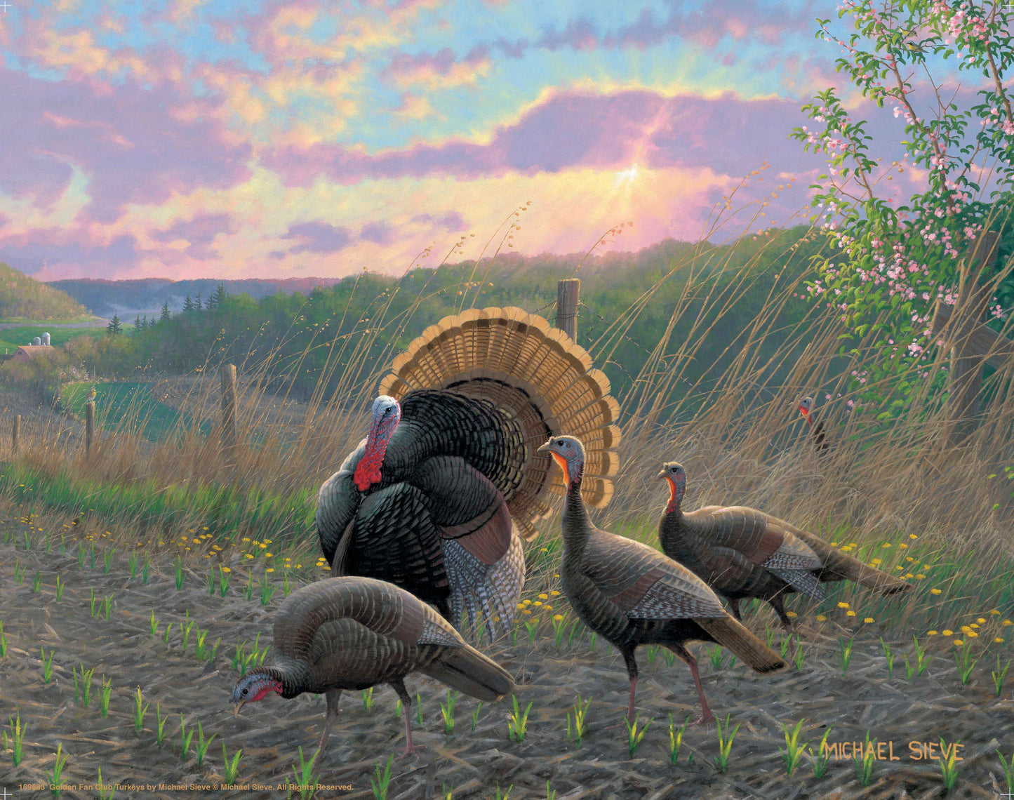 Golden Fan Club Turkeys - Art Prints