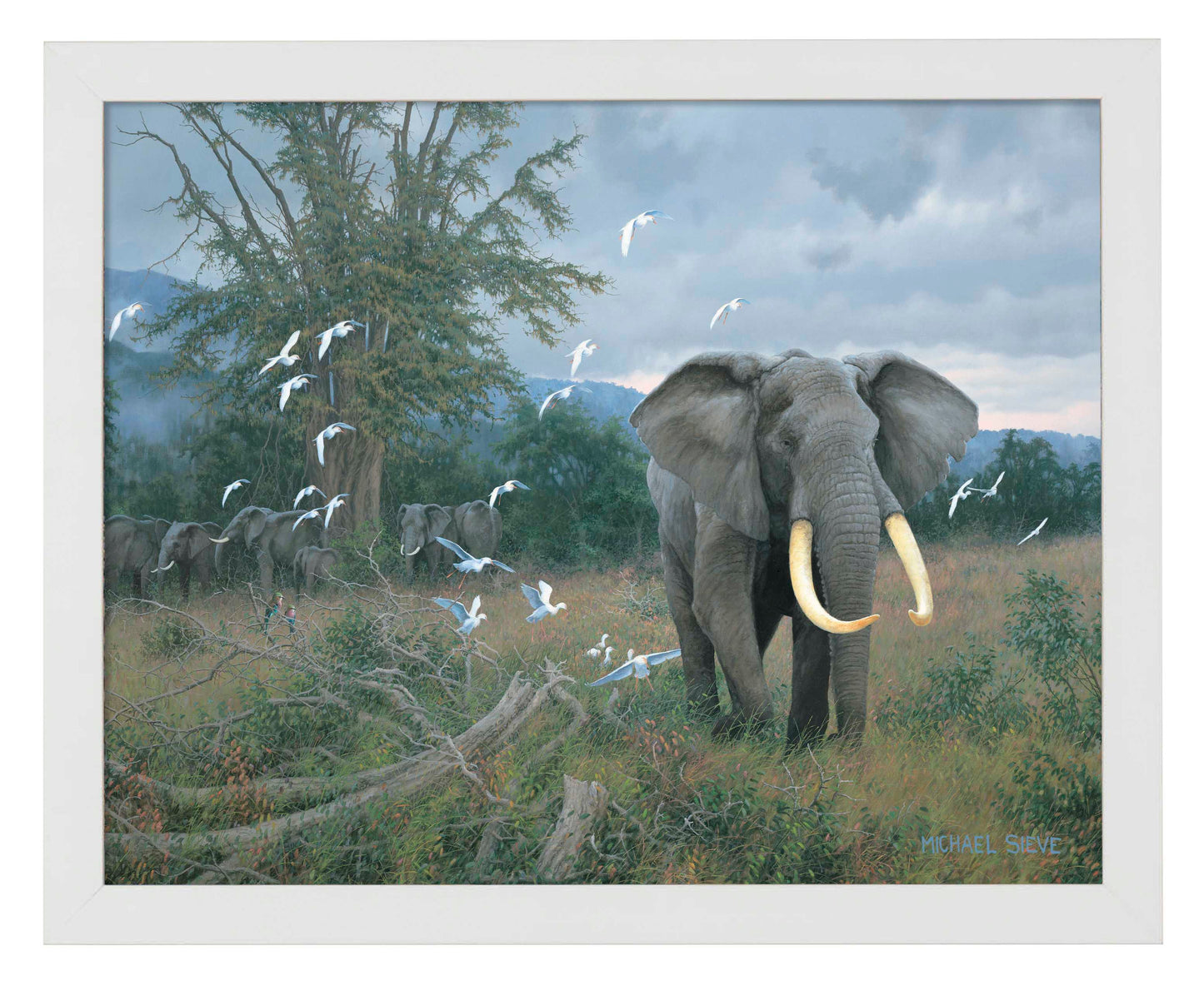 Highland Bull & Egrets - Art Prints