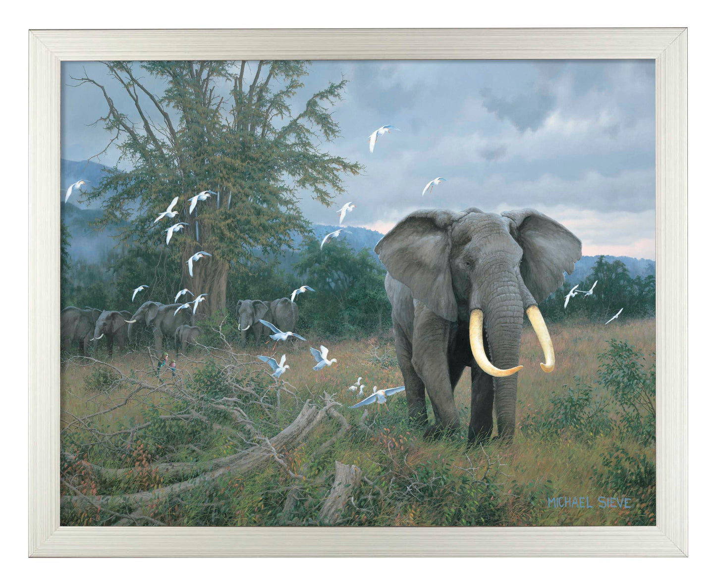 Highland Bull & Egrets - Art Prints