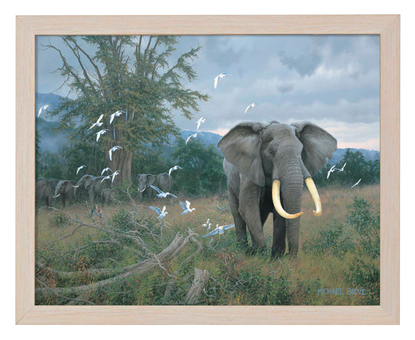 Highland Bull & Egrets - Art Prints