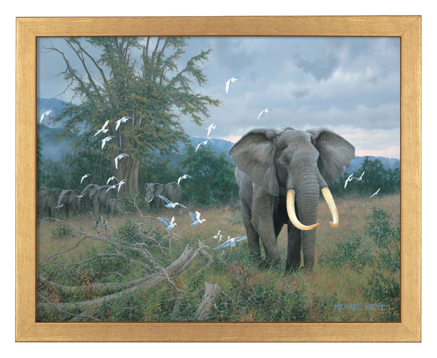 Highland Bull & Egrets - Art Prints