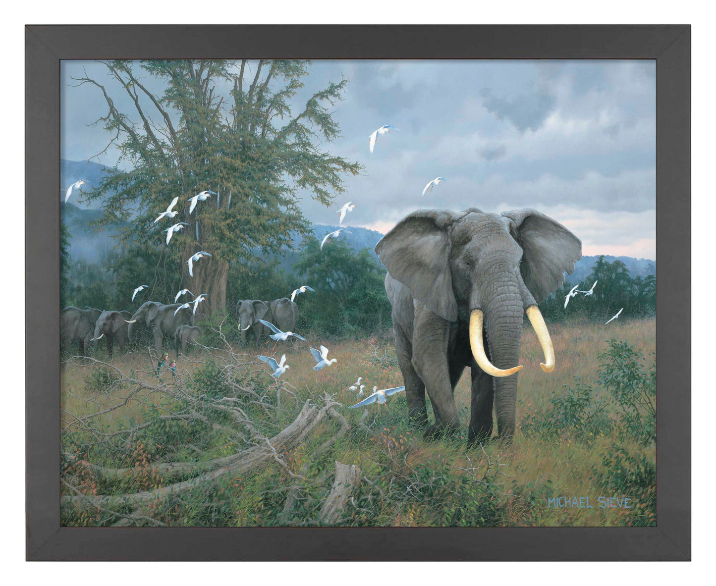 Highland Bull & Egrets - Art Prints