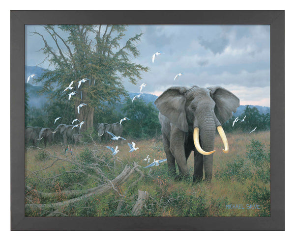 Highland Bull & Egrets - Art Prints