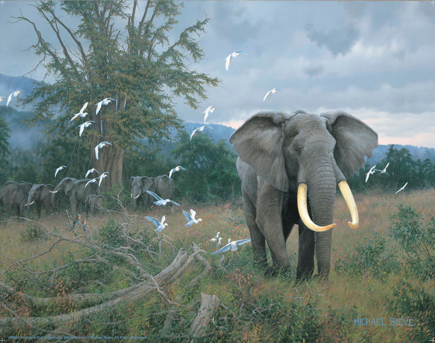 Highland Bull & Egrets - Art Prints