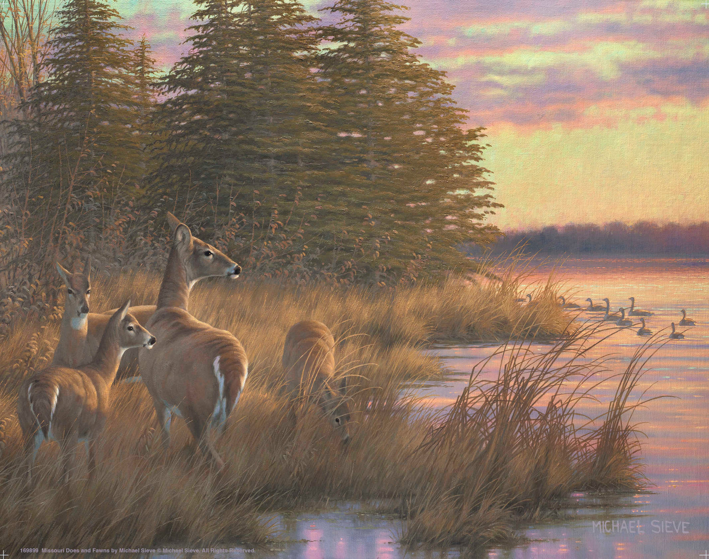 Missouri Does and Fawns - Art Prints