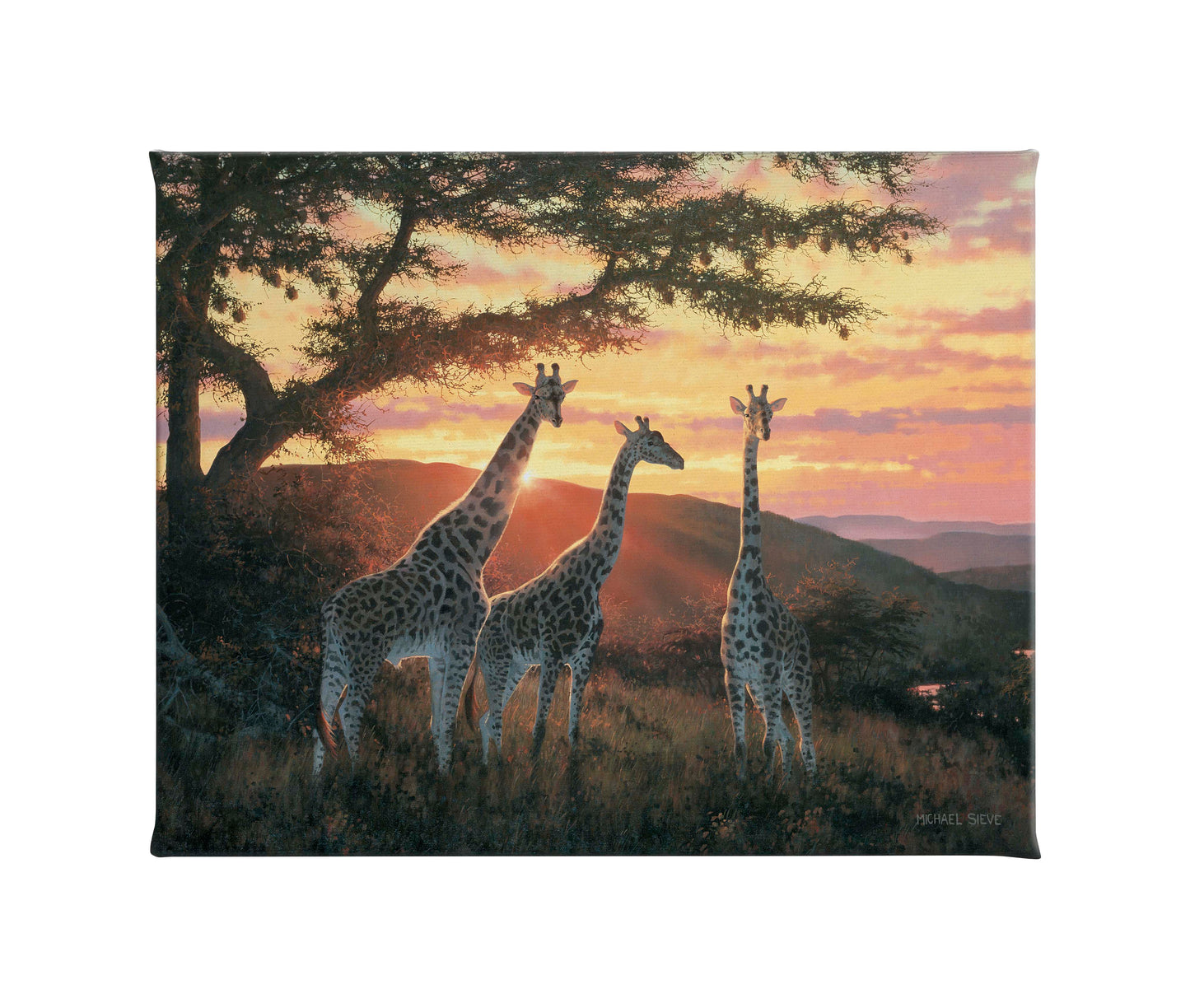 Sandriver Sunrise - Giraffes - 16" x 20.5" Gallery Wrapped Canvas