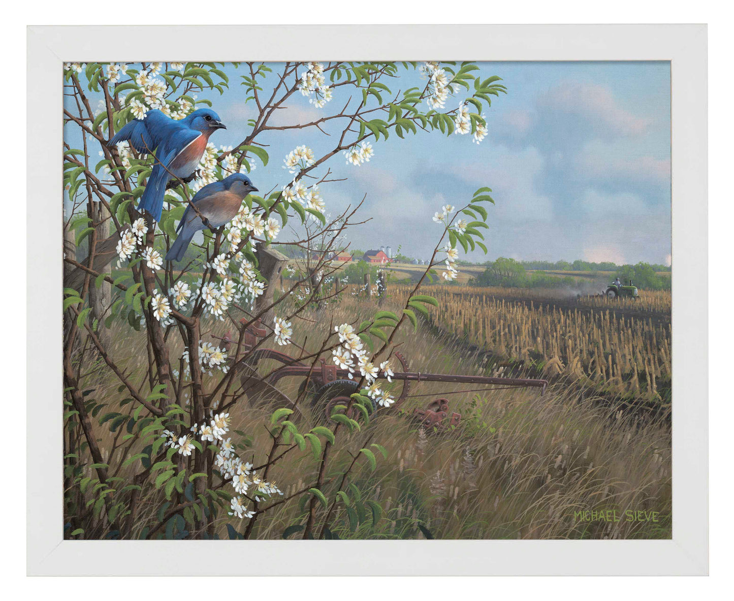 Springtime Blues - Bluebirds - Art Prints