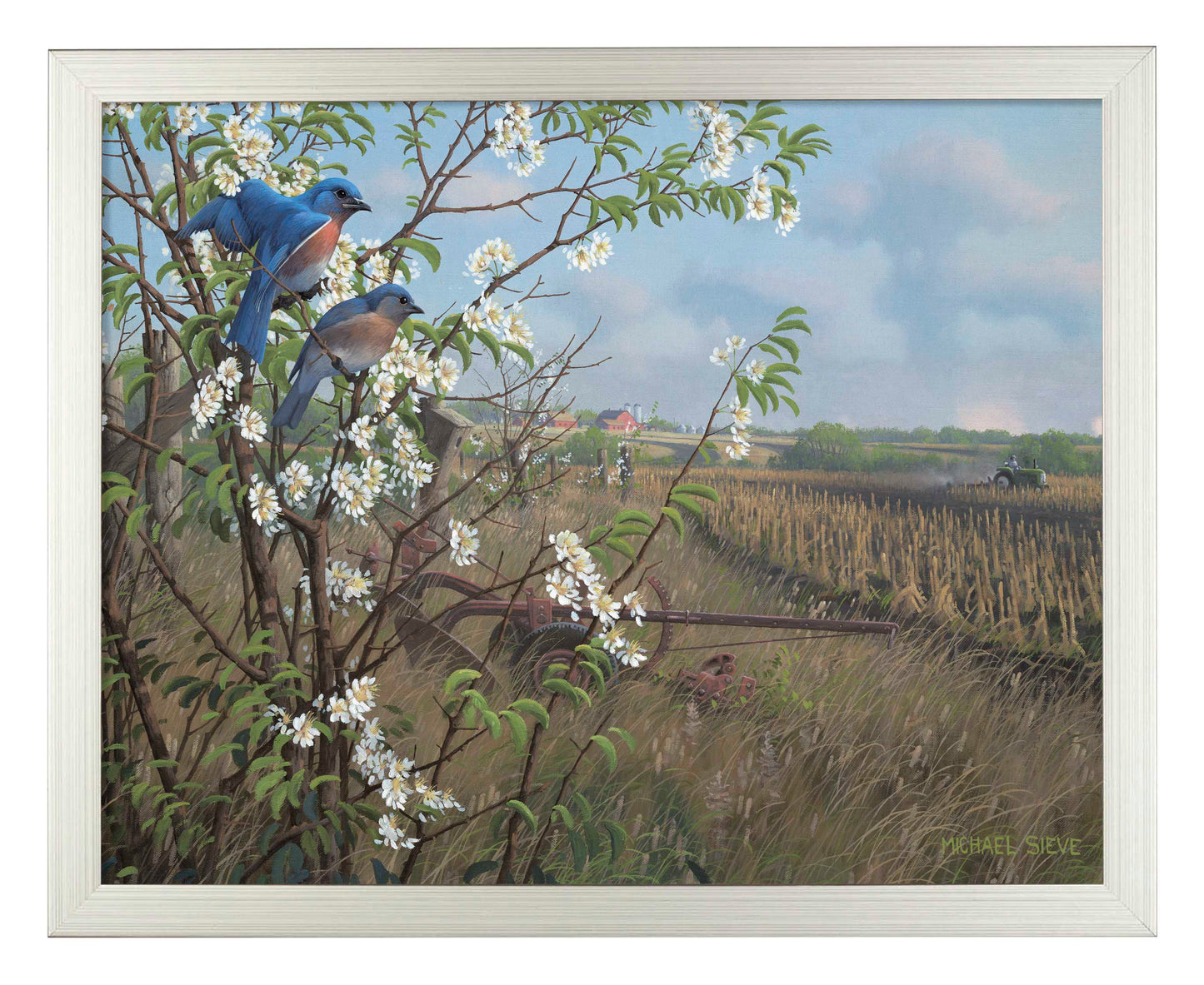 Springtime Blues - Bluebirds - Art Prints