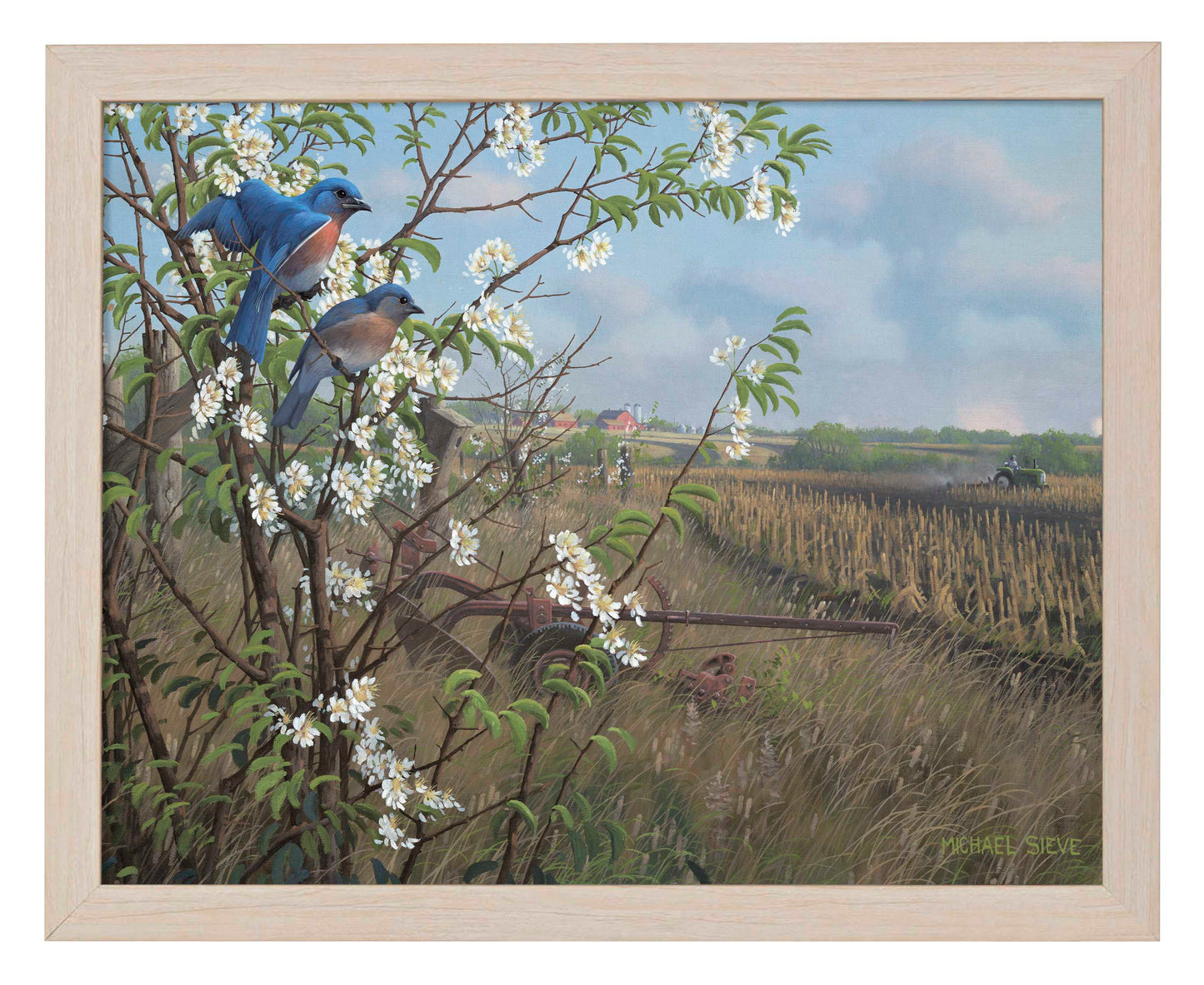 Springtime Blues - Bluebirds - Art Prints