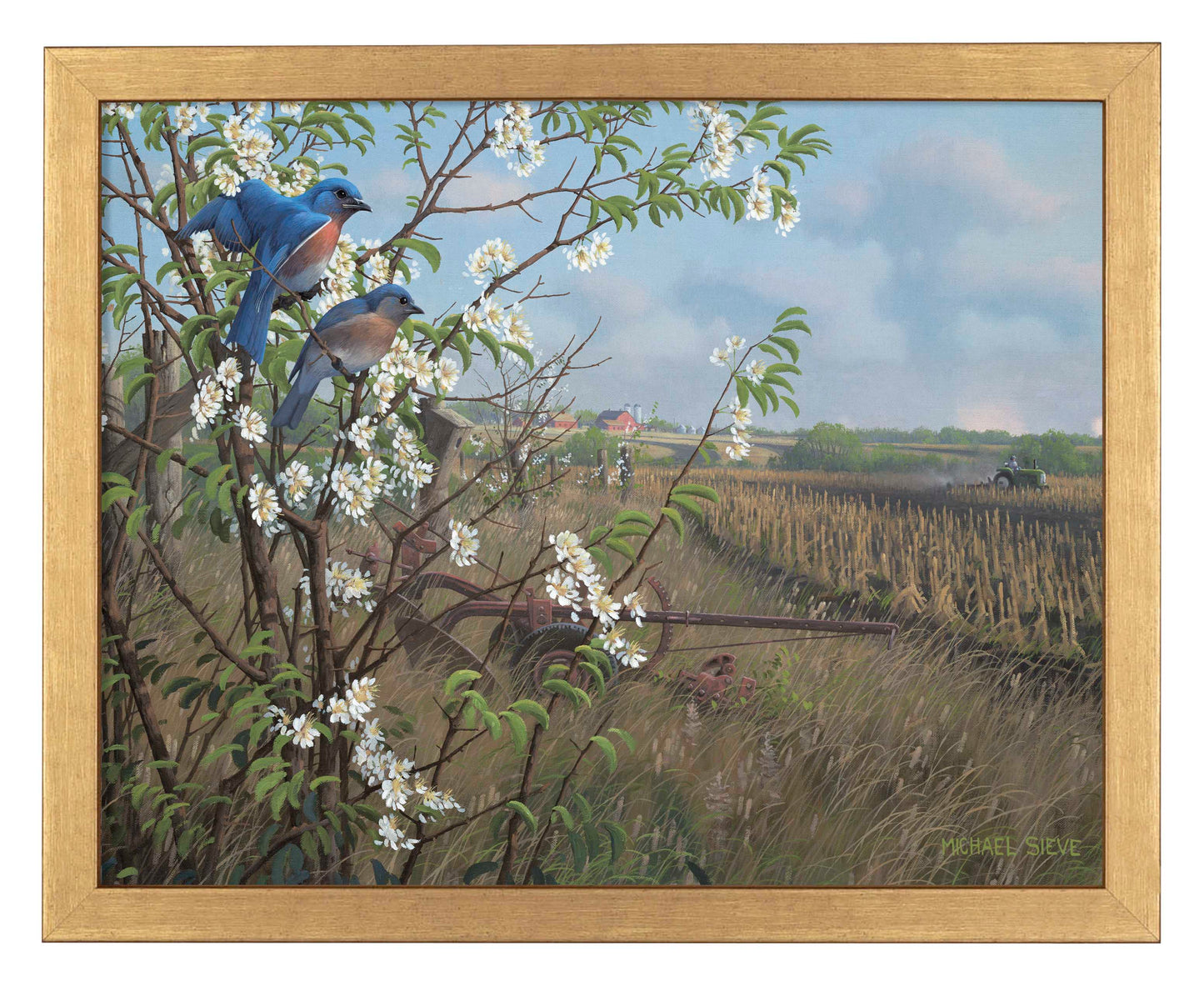 Springtime Blues - Bluebirds - Art Prints