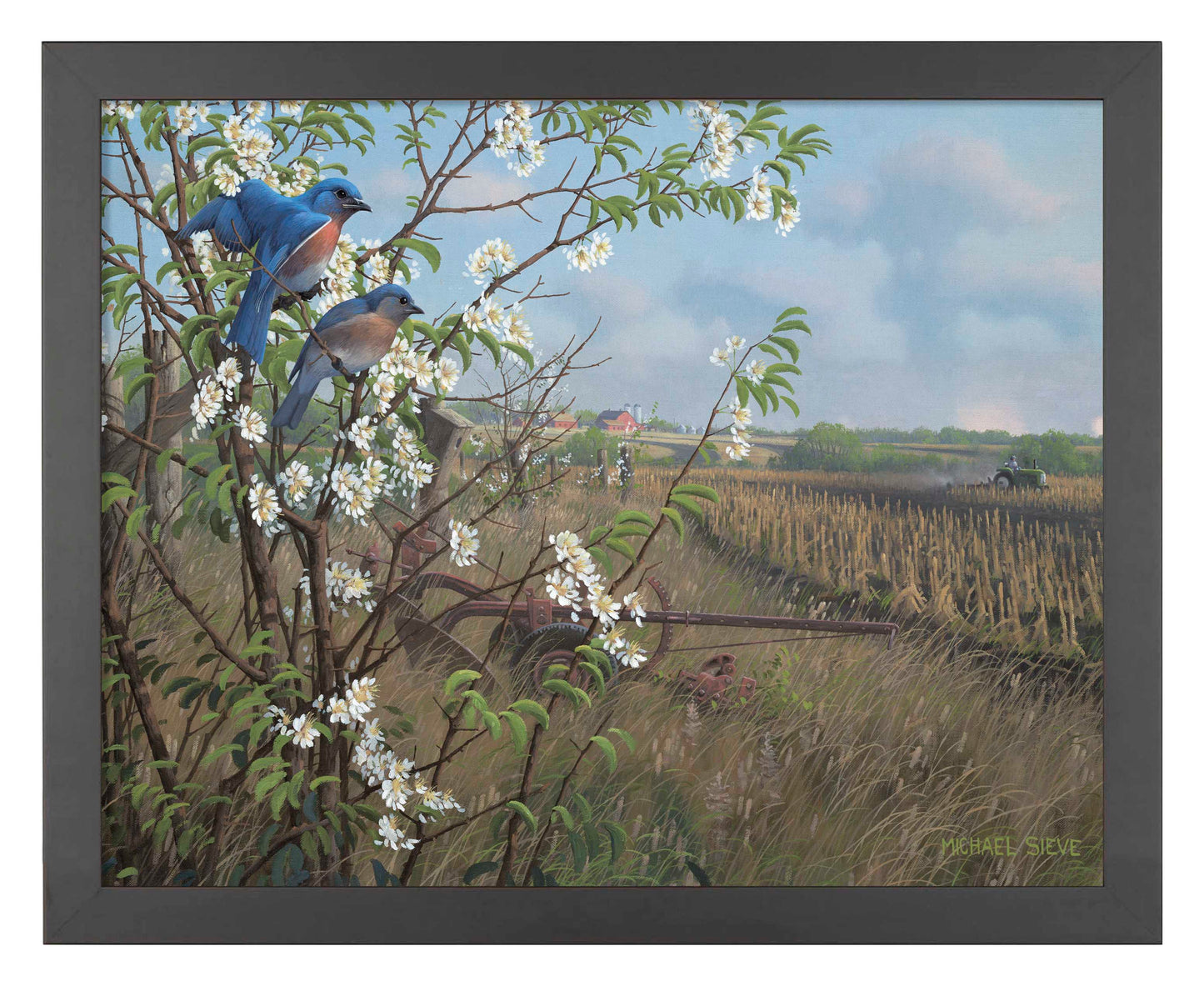 Springtime Blues - Bluebirds - Art Prints