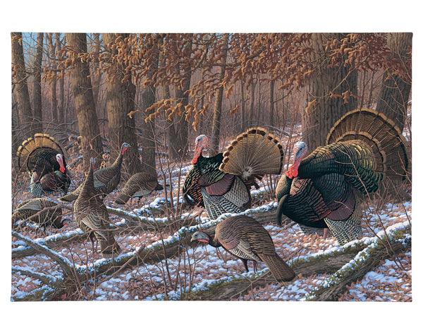 Thinkin Spring - Turkeys - 24" x 36" Gallery Wrapped Canvas