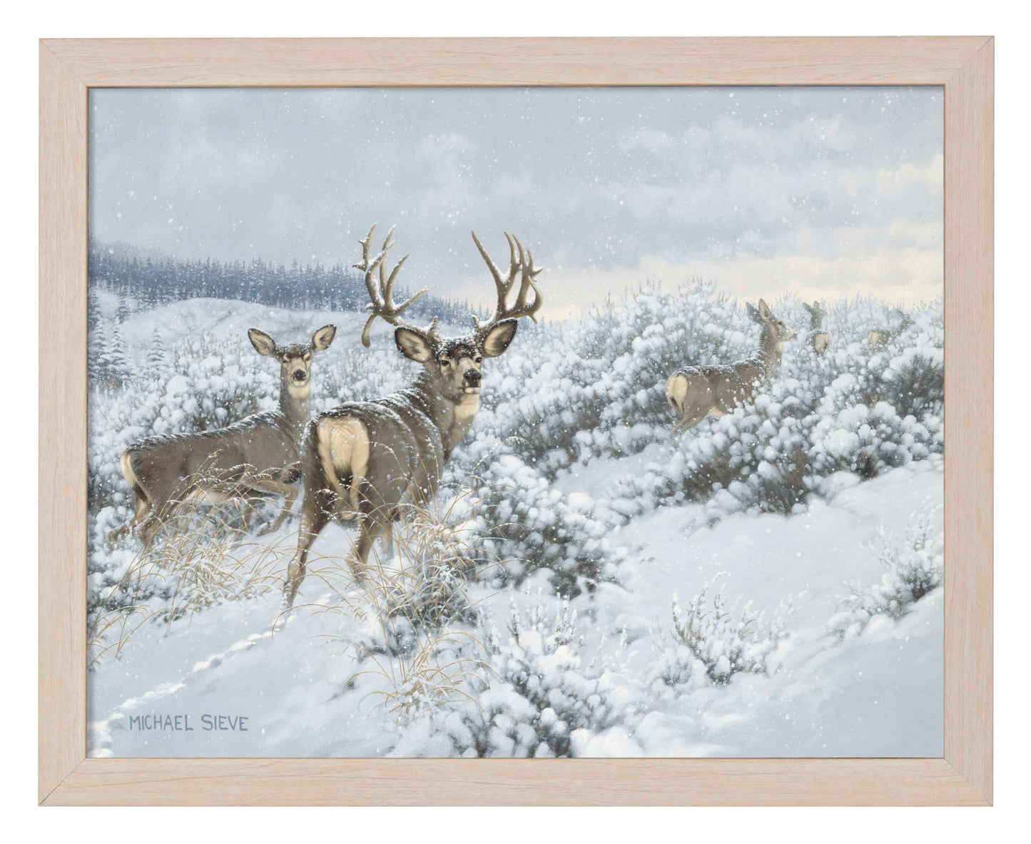 Winter Range Mule Deer - Art Prints