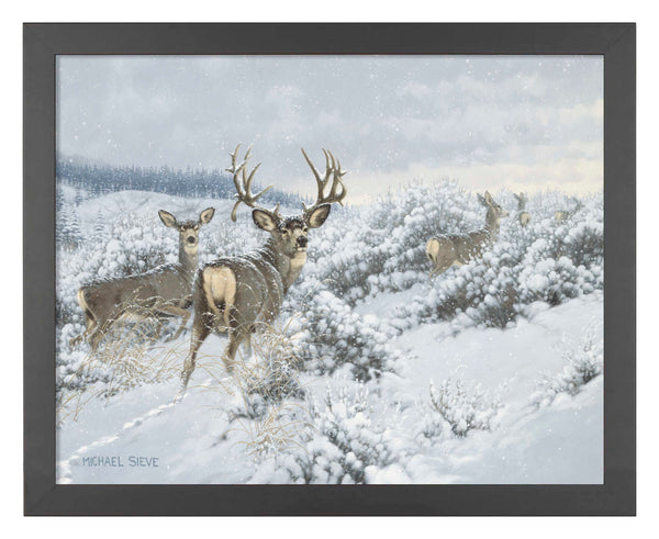 Winter Range Mule Deer - Art Prints