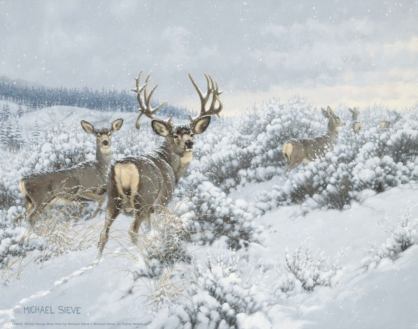 Winter Range Mule Deer - Art Prints