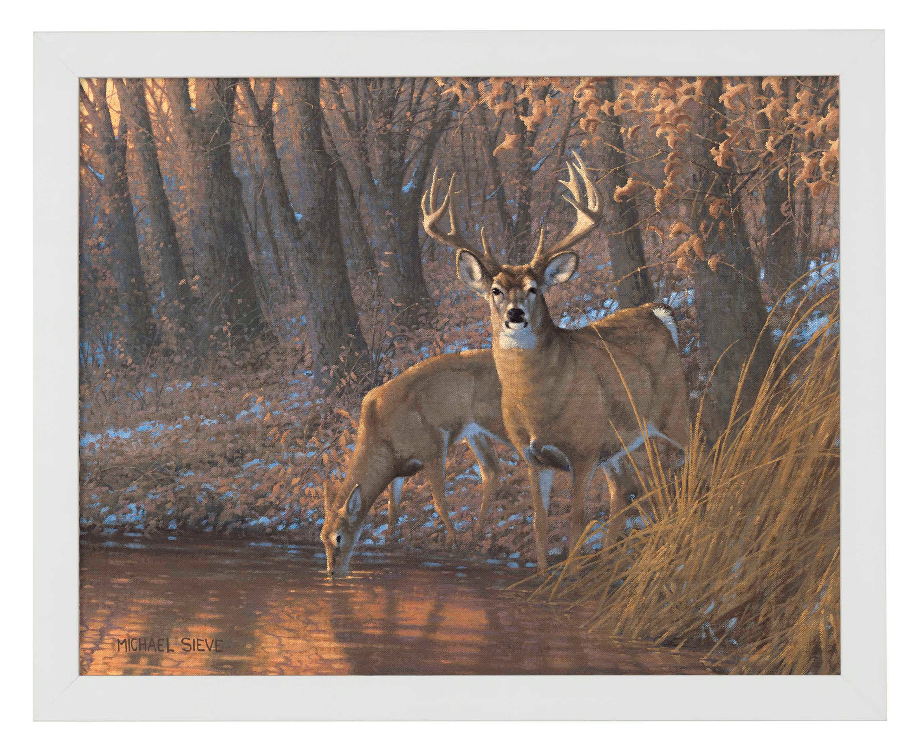 Woodland Water Hole White Tail Deer - Art Prints Art Prints from