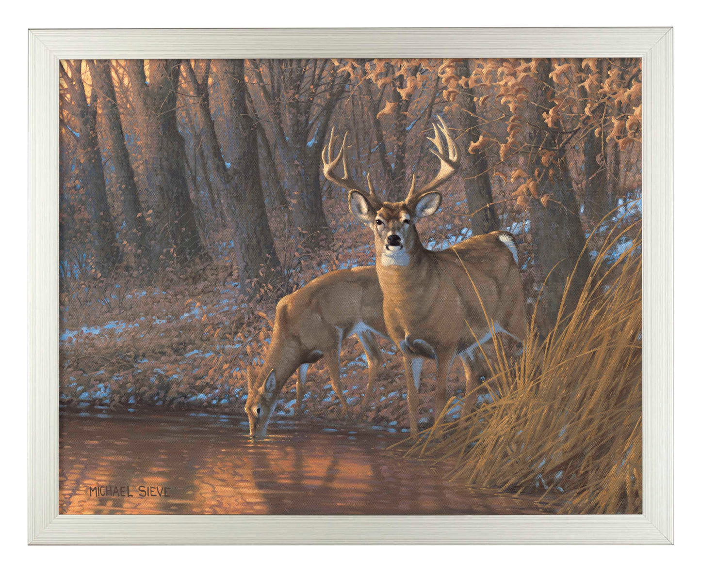 Woodland Water Hole White Tail Deer - Art Prints
