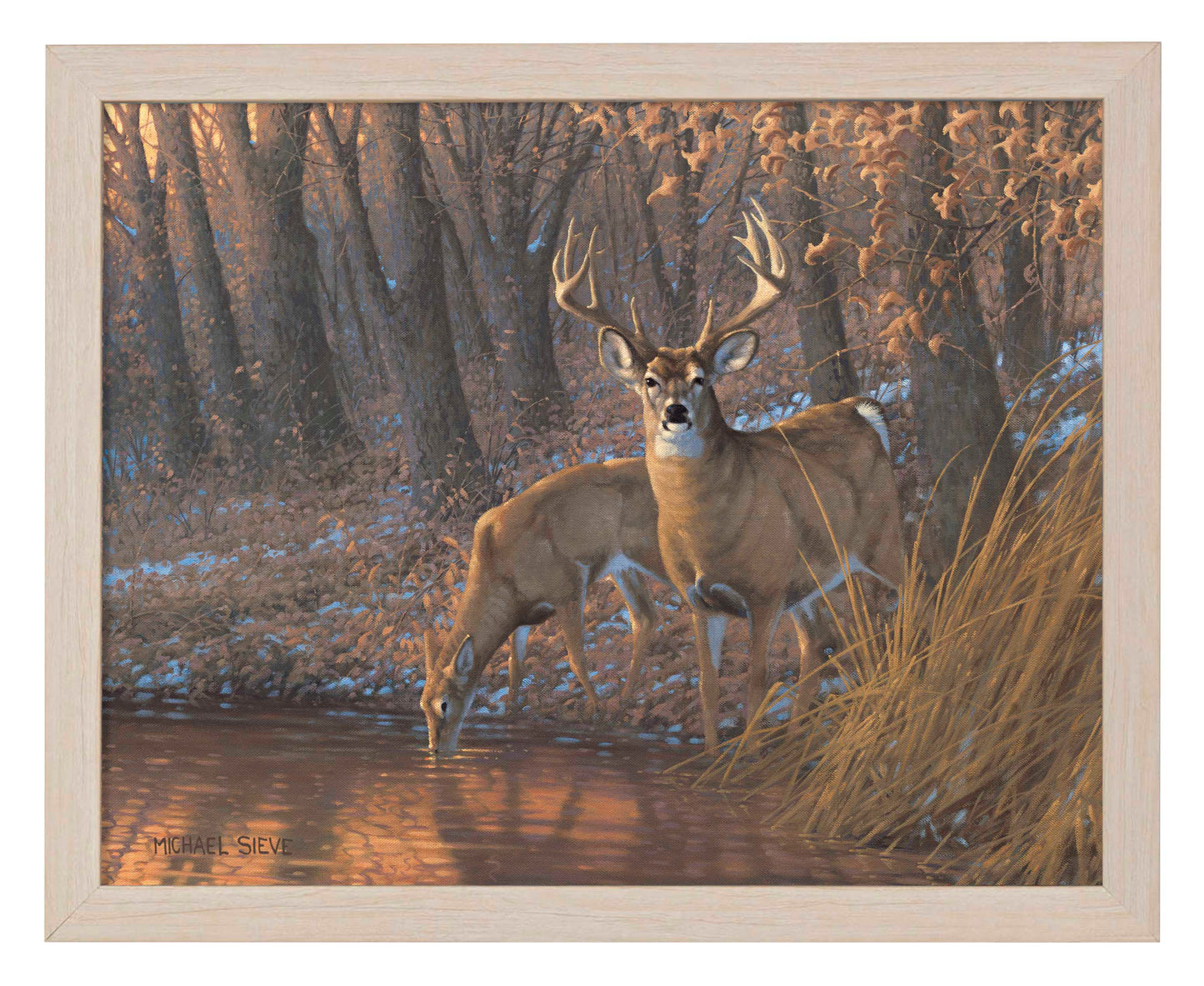 Woodland Water Hole White Tail Deer - Art Prints