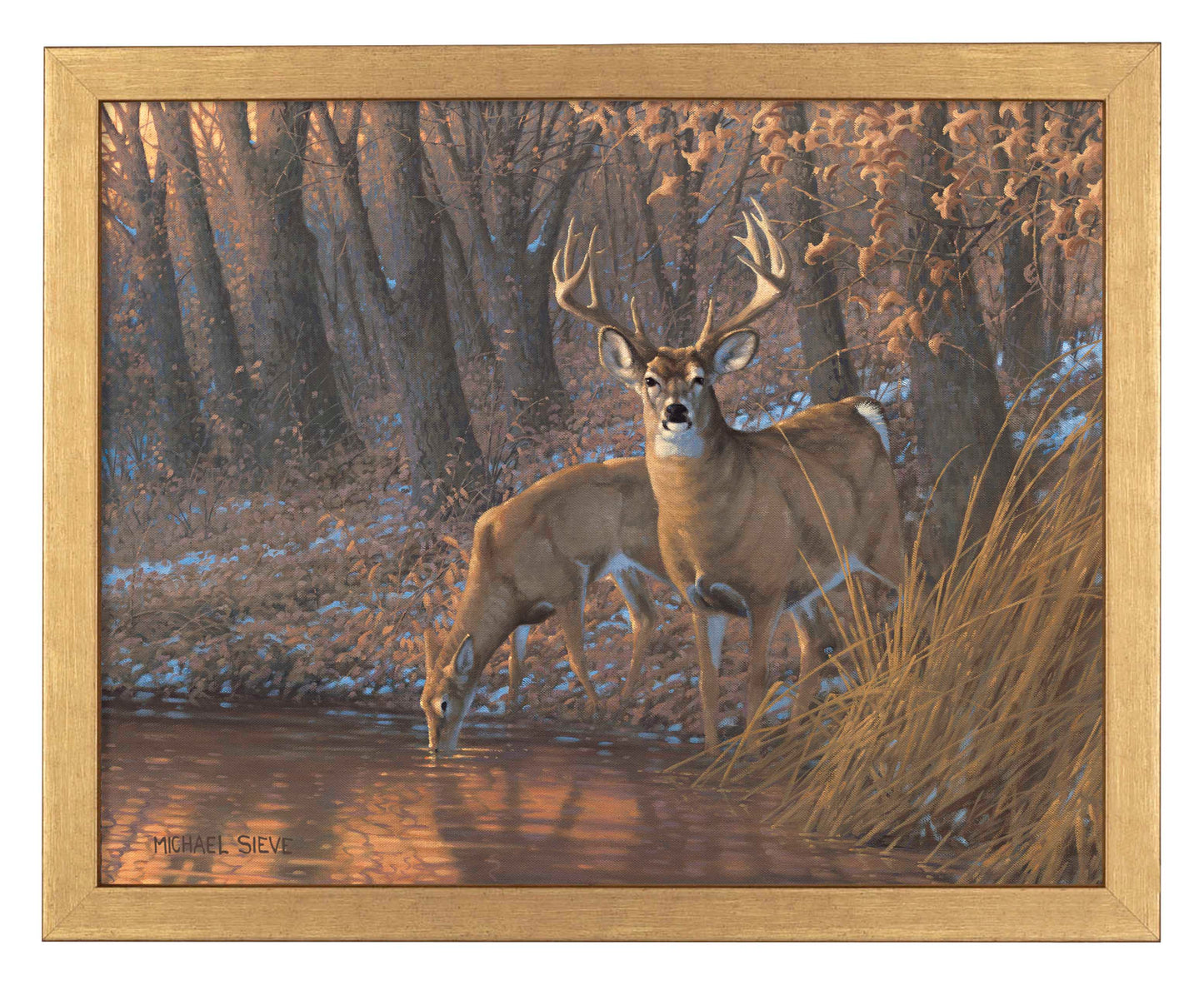 Woodland Water Hole White Tail Deer - Art Prints